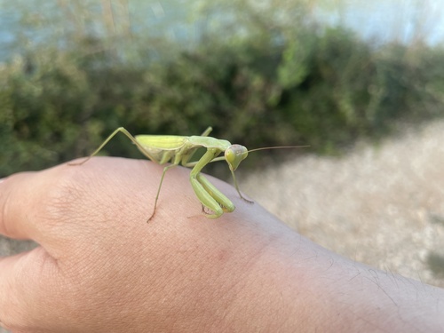 European Mantis