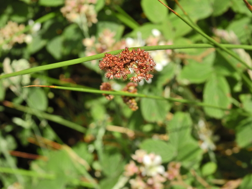 Juncus conglomeratus