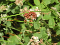 Juncus conglomeratus