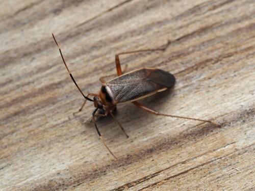 Rapid Plant Bug