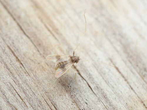 Polypedilum calopterus