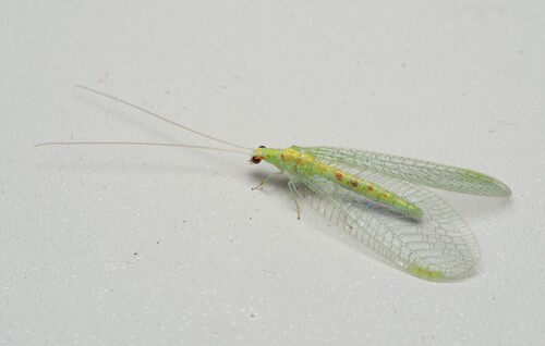 Four-spotted Green Lacewing