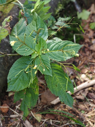 small balsam