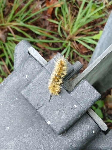 Banded Tussock Moth