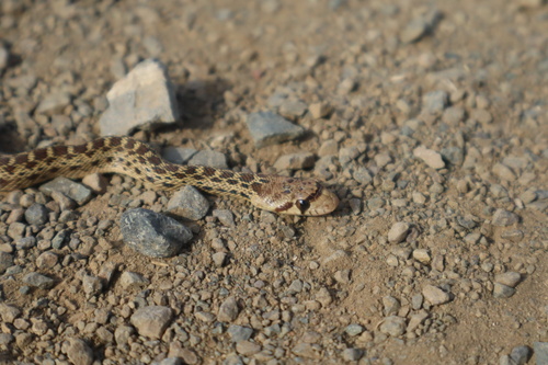 Pacific Gopher Snake seen in Sonoma Valley