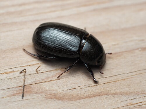 Rice Beetle