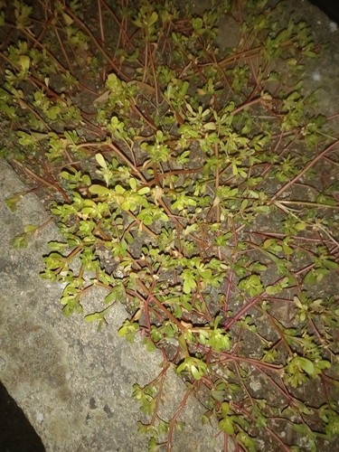 Common Purslane