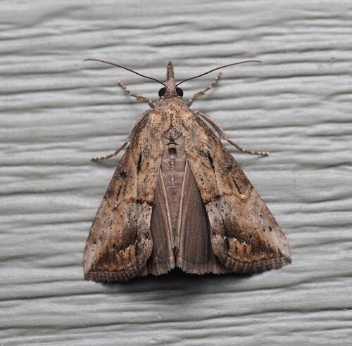Green Cloverworm Moth