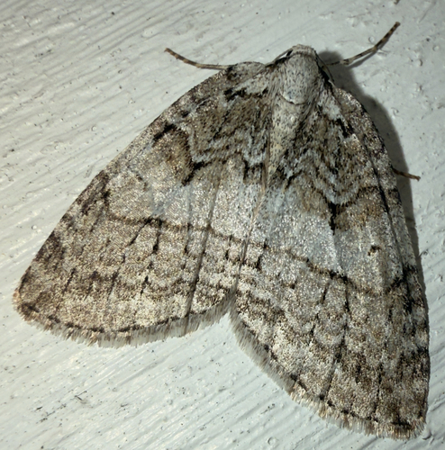 Autumnal Moth