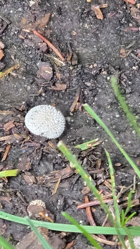 Curtis's Puffball