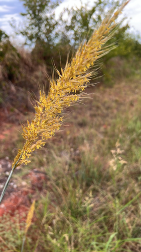 Indiangrass