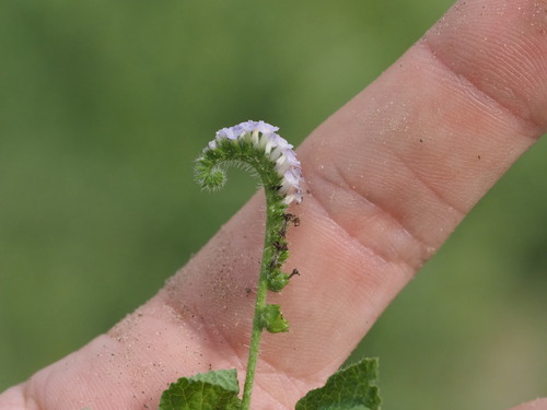 Heliotropium indicum, photograph 5