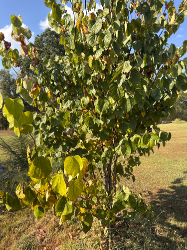 eastern redbud