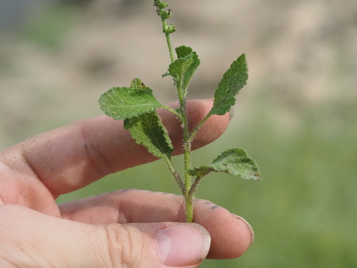 Heliotropium indicum, photograph 6