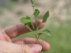 Heliotropium indicum, photograph (c) Kevin Faccenda, some rights reserved (CC BY)
