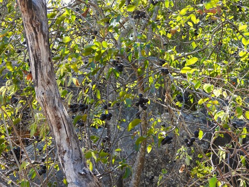 Pleiogynium observed 2026-09-19
