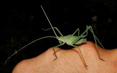 Acrometopa syriaca
