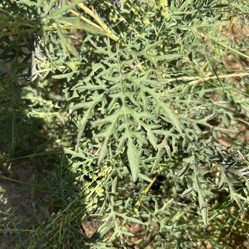 Ambrosia confertiflora, photograph 5