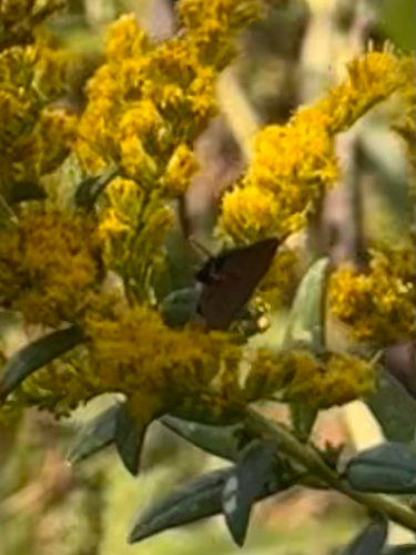 Red-banded Hairstreak