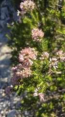 Erica multiflora