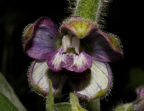 Staphisagria macrosperma Spach