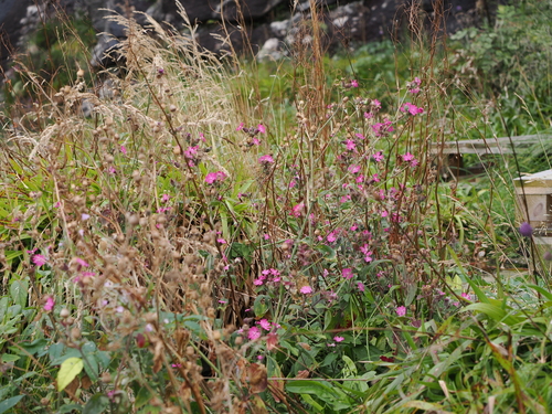 red campion