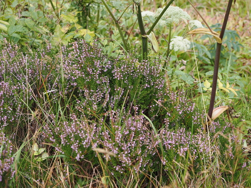 common heather