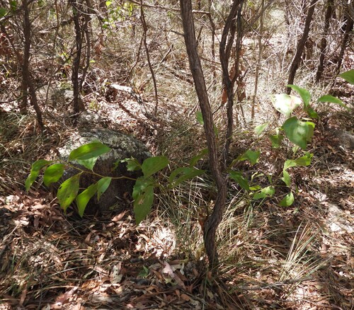 Acacia flavescens observed 2026-09-19