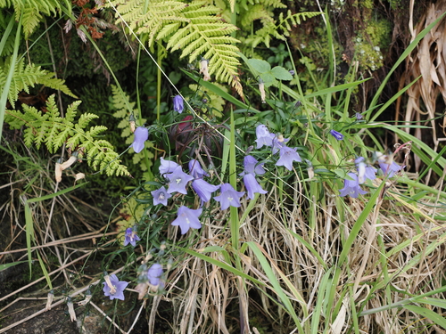 Common Harebell