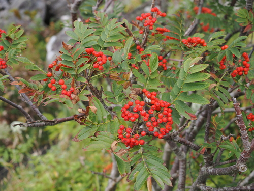 European mountain ash