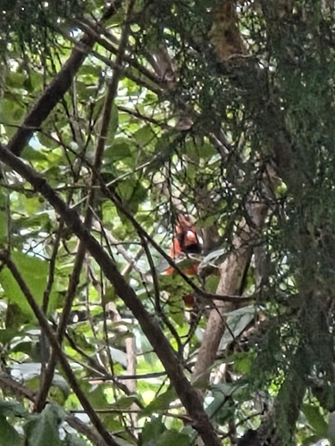 Northern Cardinal