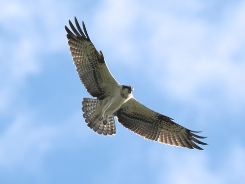 Osprey