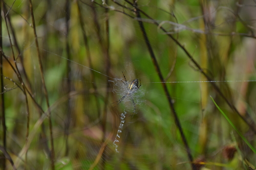 Banded Garden Spider