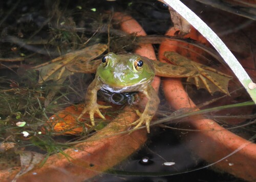 American Bullfrog