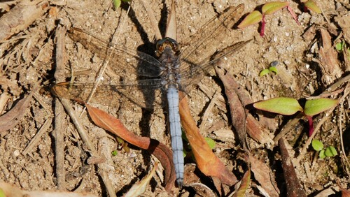 Keeled Skimmer