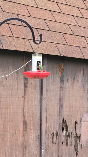 Ruby-throated Hummingbird