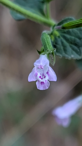 Lesser Calamint