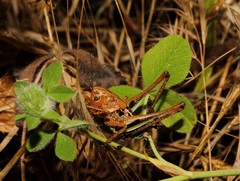 Bucephaloptera bucephala
