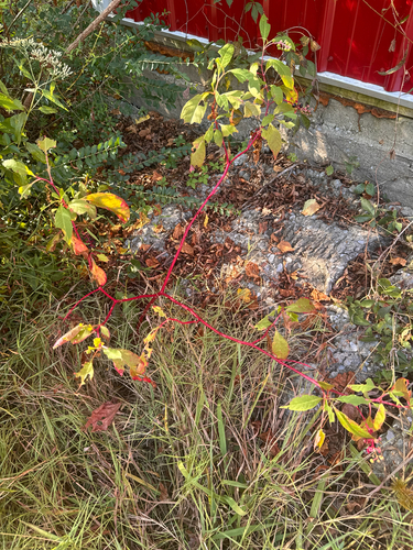 American pokeweed