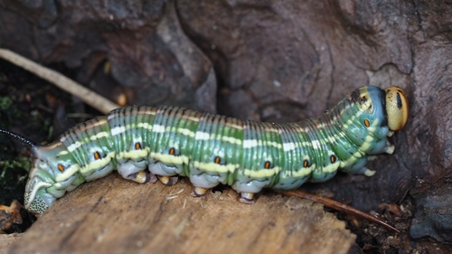 Pine Hawkmoth