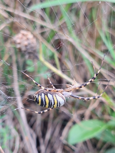Wasp Spider
