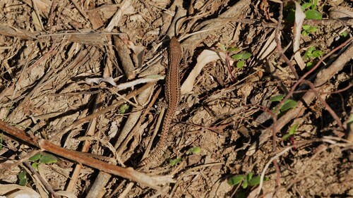 Bocage's Wall Lizard