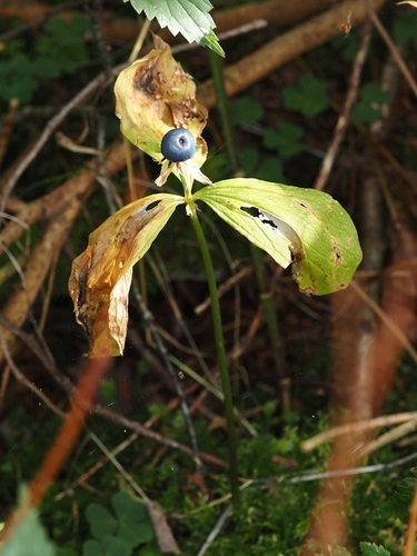 Herb Paris