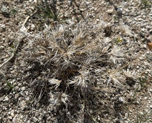 Fluffgrass