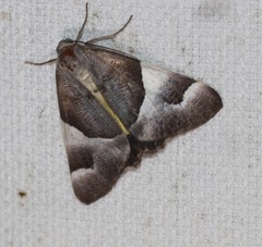 Niceteria macrocosma