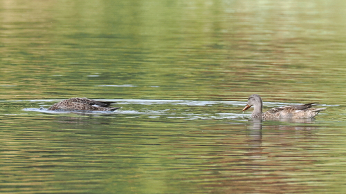 Gadwall