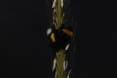 Bombus terrestris dalmatinus