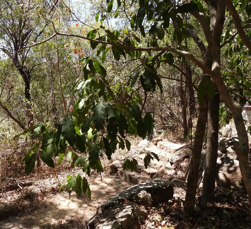 Chionanthus ramiflorus observed 2026-09-19