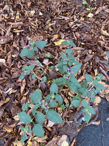 Galeopsis pubescens, photograph 6