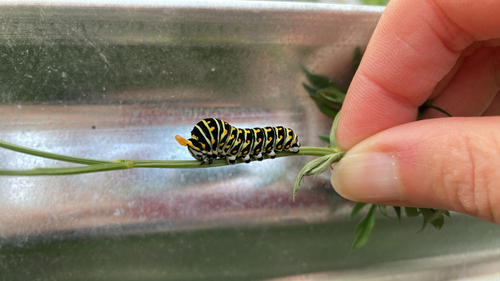 Black Swallowtail